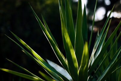 绿色植物在近距离摄影
